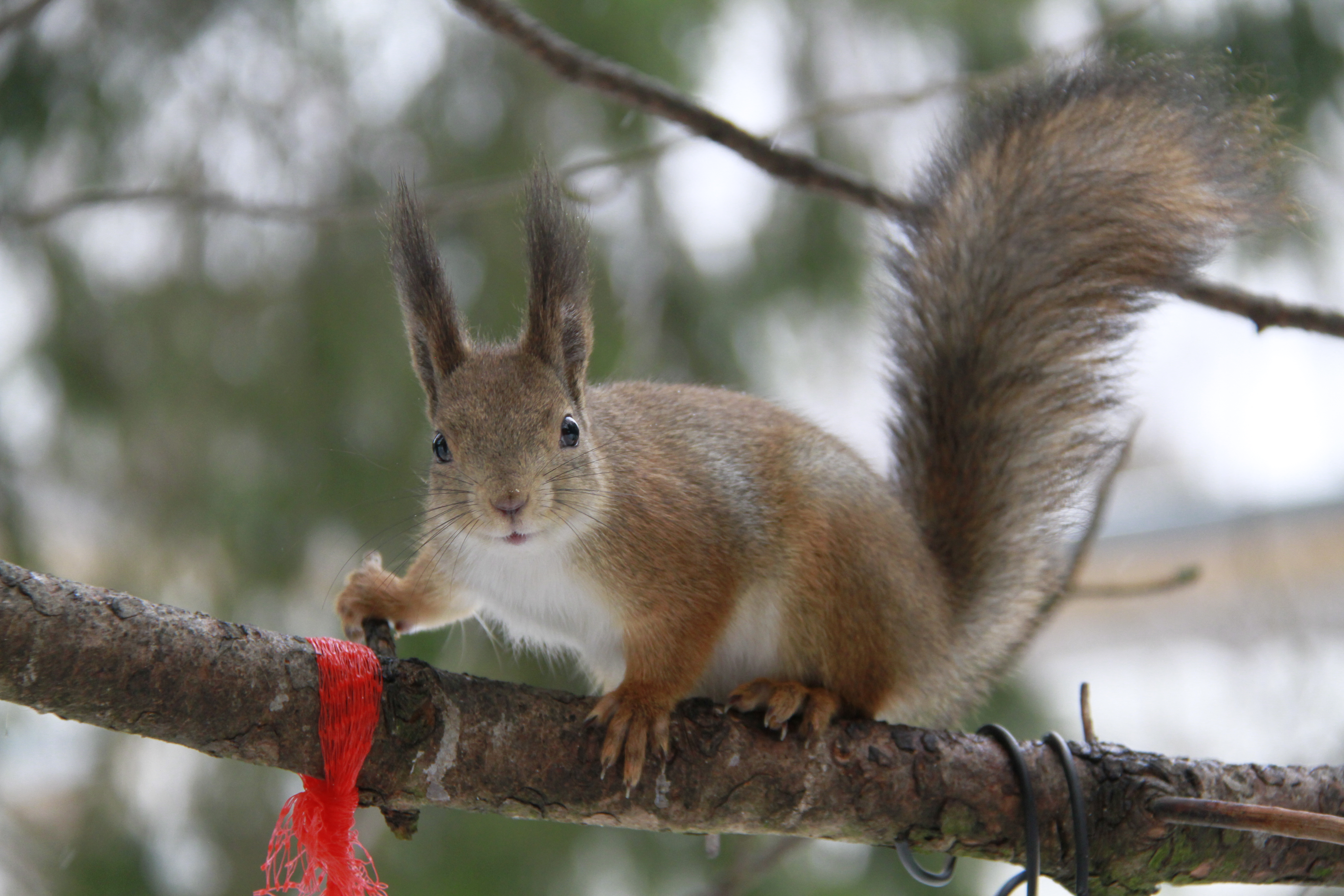 Ruskea orava lähikuvassa suomalaisessa metsäympäristössä