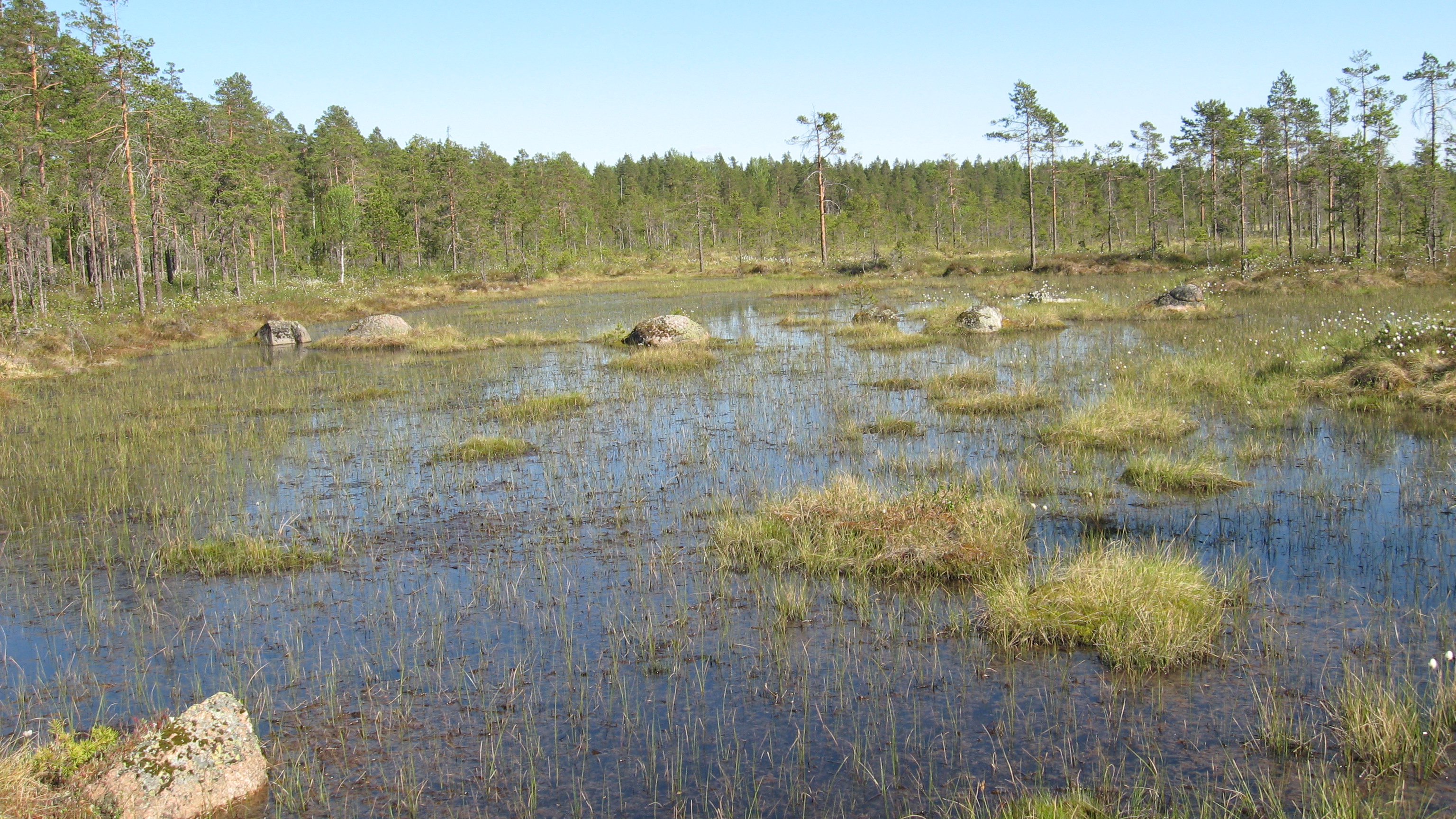 Lauhanvuoren suomaisema pitkine heinälinjoineen ja avara taivas